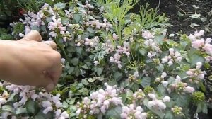 Яснотка пятнистая Красивый почвопокровник Уход