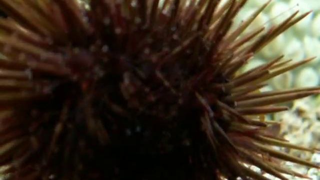 Морской ёж в аквариуме смотреть онлайн