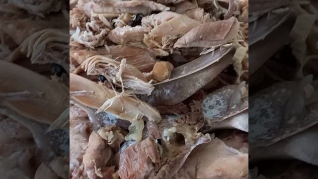 Холодец из трёх сортов птицы. смотреть онлайн