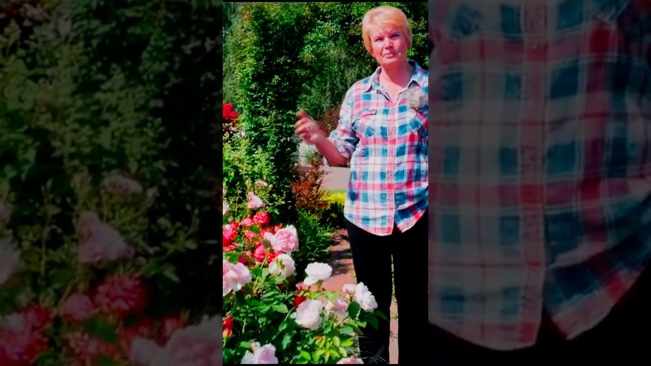 розы флорибунда смотреть онлайн