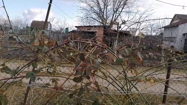 Обрезка ежевики весной.