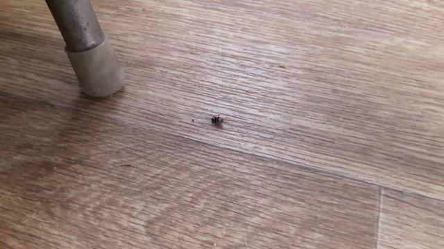 Влияние пластины "Мухояр" на мух. смотреть онлайн