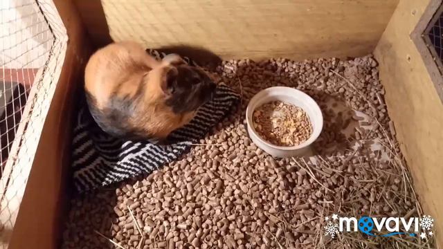 Все мои живатные!Где они живут?История моего прошлого канала😃 смотреть онлайн