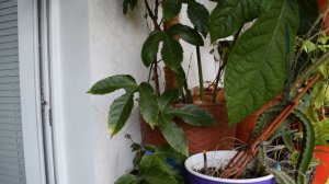 Маракуйя из семян. Выращивание маракуйи (пассифлоры) из семян