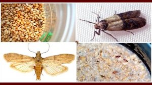 МОЛЬ В КВАРТИРЕ!!!!!!!!!