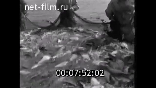 (Промысел осетровой рыбы в СССР)? смотреть онлайн