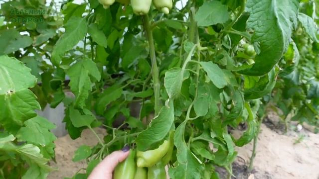 Томату ДАМСКИЙ УГОДНИК 100 дней! Обзор сортов ТОМАТОВ! смотреть онлайн