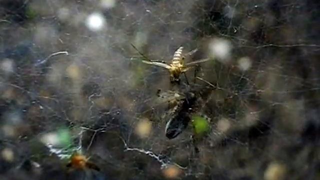 Они вокруг нас. Восьминогий хищник. смотреть онлайн
