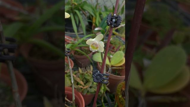 Dendrobium chittimae смотреть онлайн