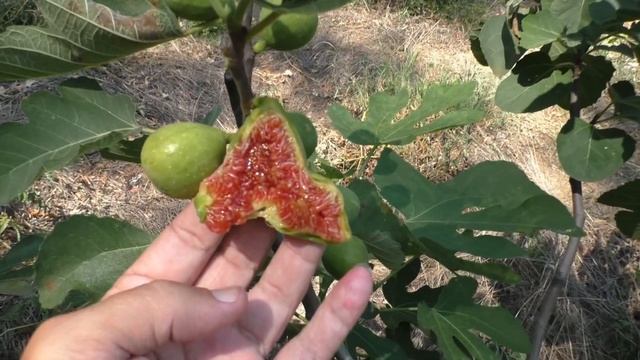 Инжир Desert King Король Пустыни основной урожай смотреть онлайн