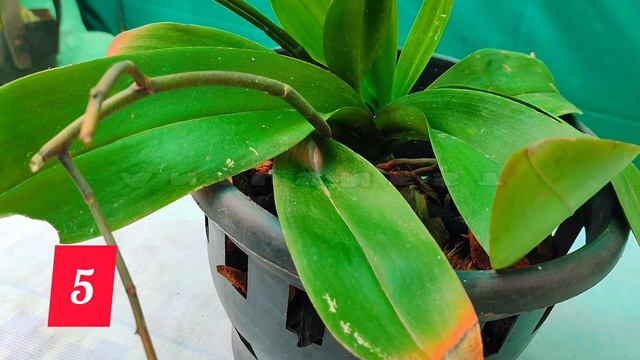 10 reasons&remedies-orchids have yellow leaves|10 കാരണങ്ങളും പ്രതിവിധികളും -ഓർക്കിഡിന് മഞ്ഞ ഇല смотреть онлайн