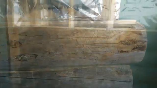 Отделка русской бани. Материал кело (сухостой лиственницы) "Курорт Золотое Кольцо" смотреть онлайн