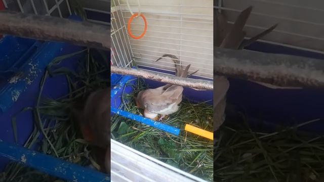Что будет если попугаю дать куриное яйцо смотреть онлайн