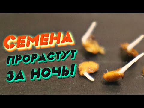 Я и сама сначала не верила! Забыла что такое хилая рассада. В чем замочить семена перед посадкой? смотреть онлайн