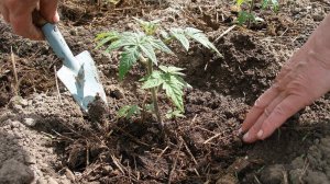 МАЛЕНЬКИЕ ХИТРОСТИ. КАК  ЛУЧШЕ ВЫСАЖИВАТЬ ТОМАТЫ В ОТКРЫТЫЙ ГРУНТ.