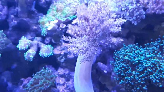 Про морський акваріум частина 3 смотреть онлайн