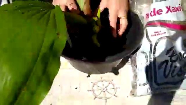 Plantando a bela orquídea coelogyne usitana смотреть онлайн