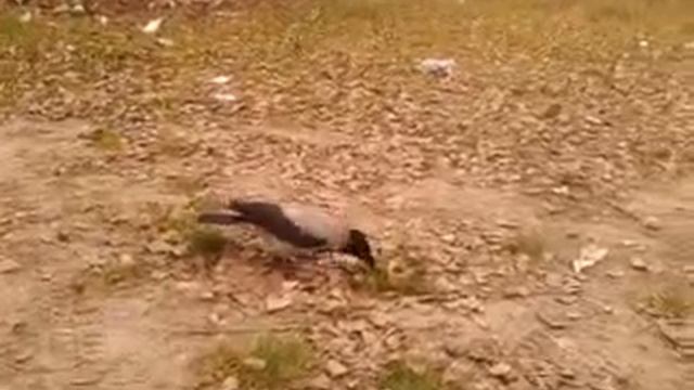 Прикол Ха ха Грач нападает смотреть онлайн
