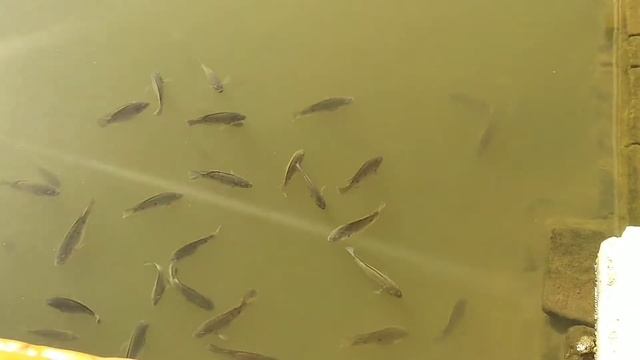 Храм Зуб Будды смотреть онлайн