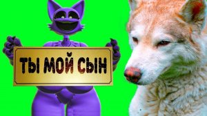 МАМА КОТА ДРЕМОТА - МОЯ МАМА!? (Хаски Бублик) Говорящая собака Mister Booble