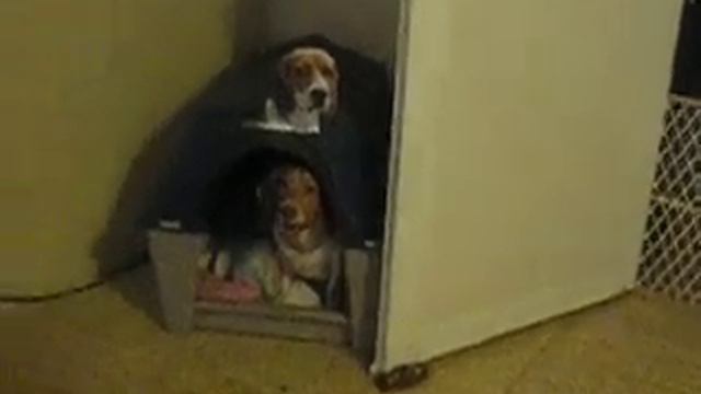 BooBoo The "Obedient" Dog смотреть онлайн