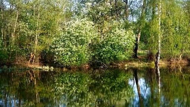 Дни черёмухи смотреть онлайн