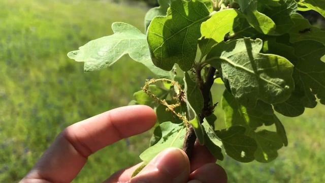 Quercus douglasii смотреть онлайн