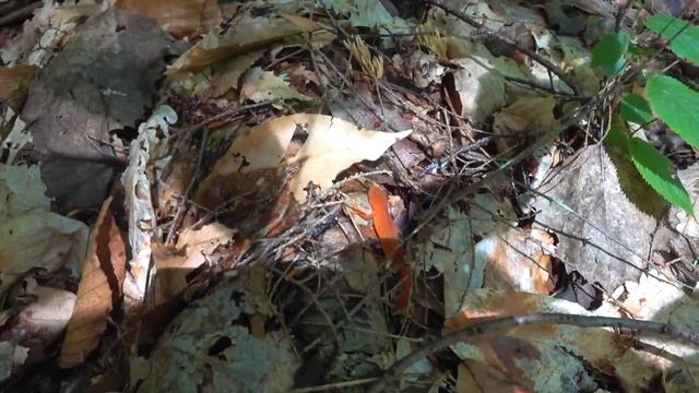 Трое в Речке не Считая Собаки: Разведочный Сплав по Гудзону (English Subtitles) смотреть онлайн