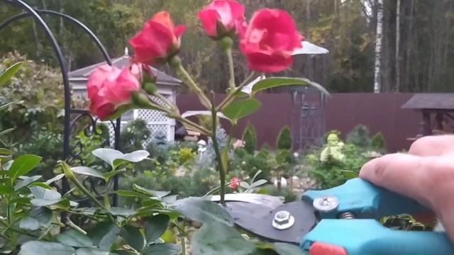 Готовлю розы к зиме.Убрала садовые фигуры и перголы. смотреть онлайн