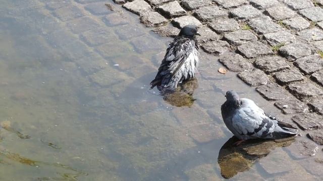 Голуби купаются Test Nikon P330 смотреть онлайн