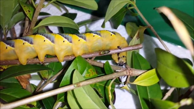 Acherontia Atropos - Death Head's Hawk Moth Caterpillars