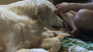 Как принять роды у собаки. Первая помощь щенку. Не для слабонервных