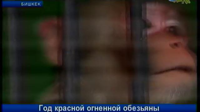 Год красной огненной обезьяны смотреть онлайн