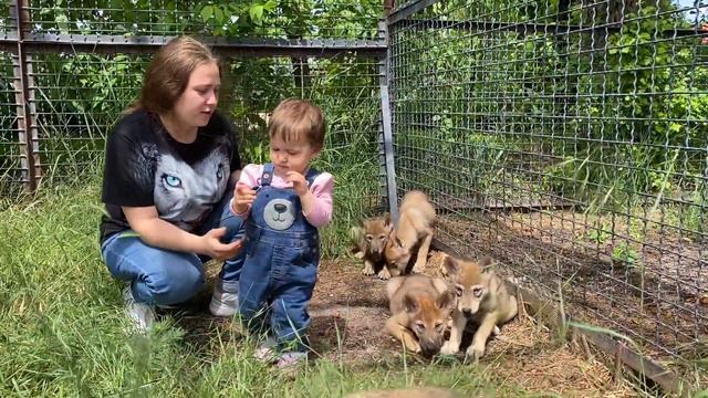 Малышка Ангелина ВЫГУЛИВАЕТ ВОЛЧАТ смотреть онлайн