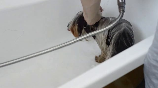 КАК ПРАВИЛЬНО МЫТЬ СОБАКУ / КАК ПОМЫТЬ СОБАКУ? смотреть онлайн