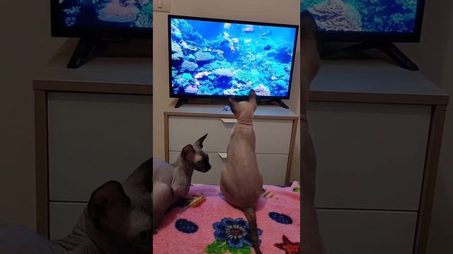 Вся семья в сборе у экрана. Папа Мама и я дружная семья.🐱🐱🐱 смотреть онлайн
