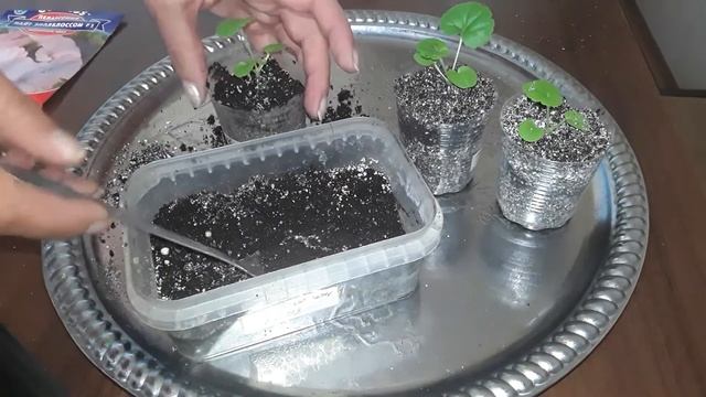 Пикировка пеларгонии. Пеларгония из семян. Весь процесс. смотреть онлайн