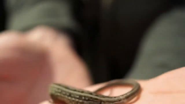 Книга Альфреда Брема Жизнь Животных смотреть онлайн