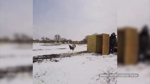 Даурского журавля вернули в естественную среду после реабилитации смотреть онлайн