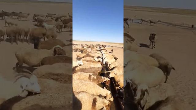 Овцы на водопои лето смотреть онлайн