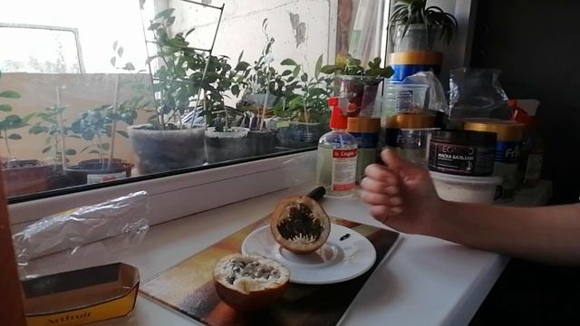 Как проростить косточки гранадиллы и маракуи, через сколько ждать цветение и плоды. смотреть онлайн