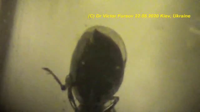 Кому Полезен Паразитоид Spalangia (Hymenoptera, Chalcidoidea, Pteromalidae)? смотреть онлайн