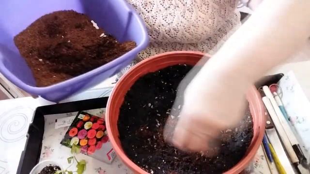 Выращивание семян в домашних условиях