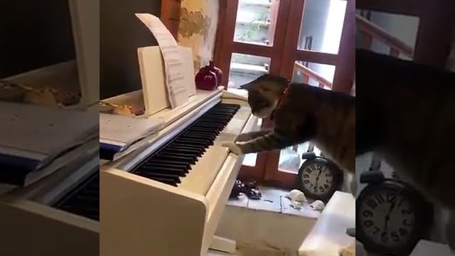 Кошка играет смотреть онлайн