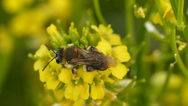 Andrena lagopus ♀ (Andrenidae-Hymenoptera) Les fovéas=(sourcils marqués) смотреть онлайн