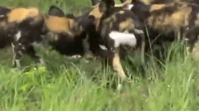 MalaMala Game Reserve - Wild dogs смотреть онлайн