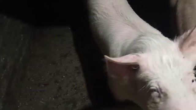 Какой результат откорма свинок которые с традиционного откорма перевел на БМВД. смотреть онлайн