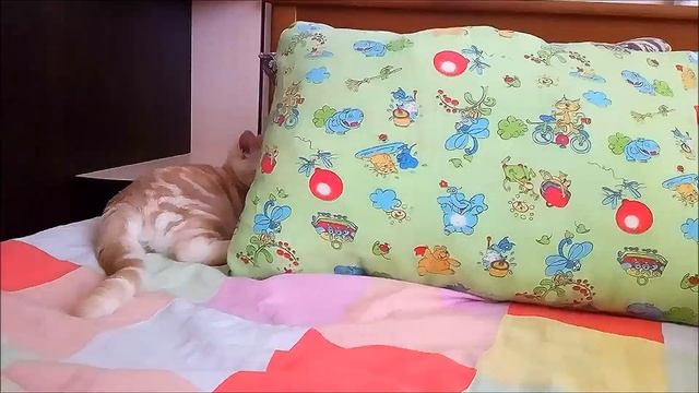Кот Рунно ныряет в подушки / Cat Runno dives into pillows смотреть онлайн