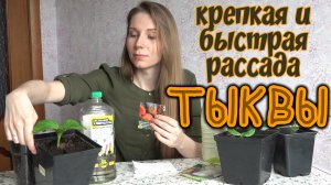 Выращиваем ТЫКВУ - быстрый способ получить крепкую рассаду любых овощей