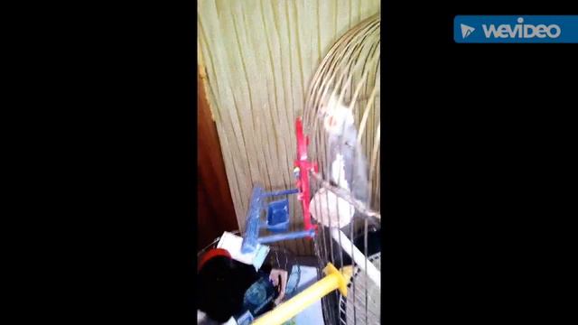Как научить попугая выходить из клетки смотреть онлайн